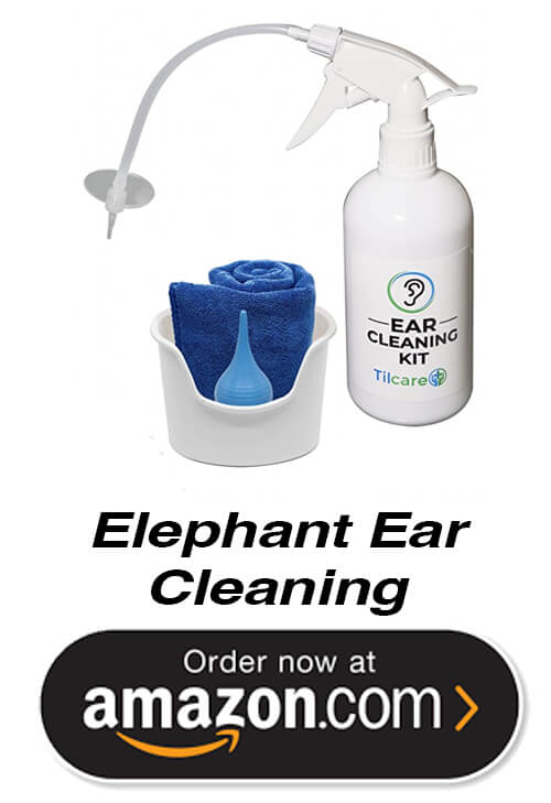 ear elephant to flush earwax out